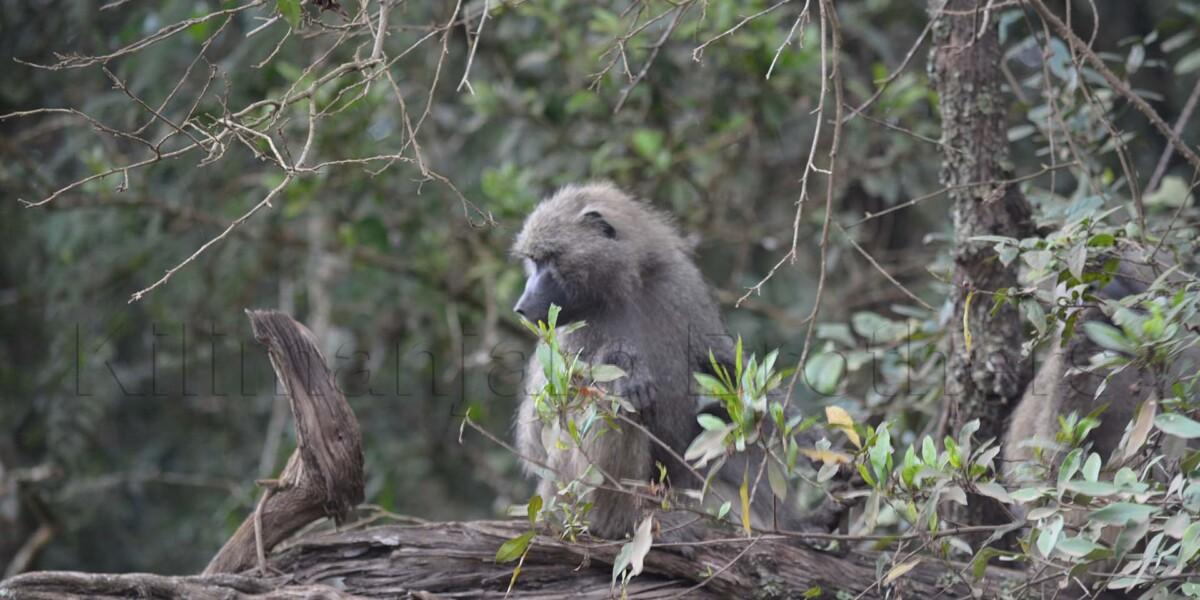 Arusha National Park day trip