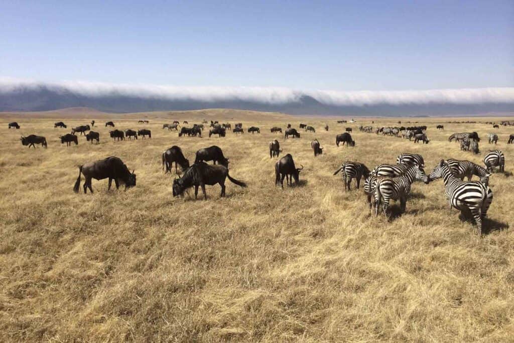2 days Game drive Safari