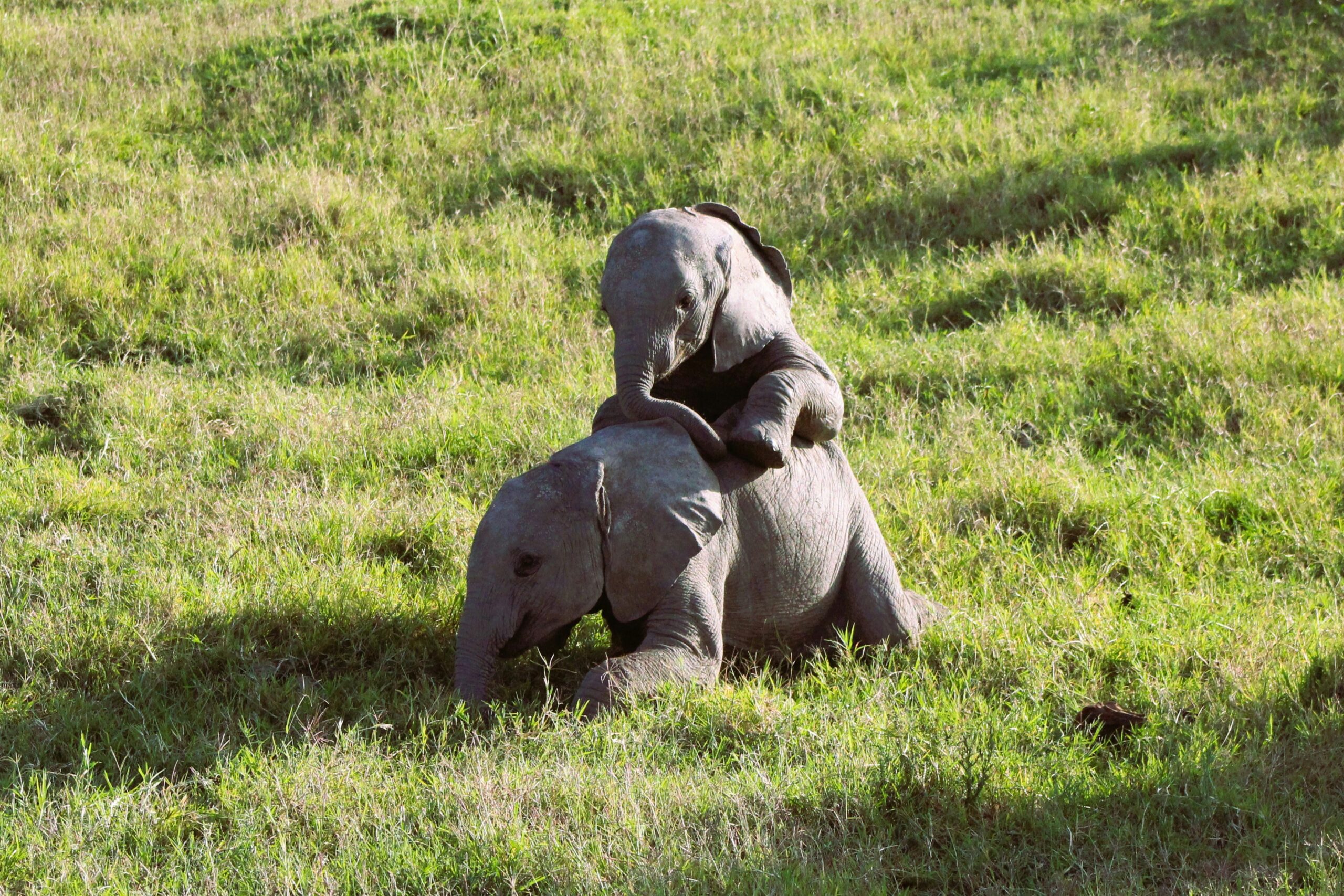 Elephants at Tarangire National Park